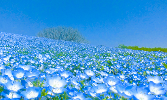 海の中道海浜公園