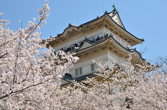 小田原城 天守閣と桜２