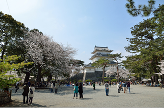 小田原城 天守閣と桜３